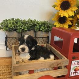 Havanese Puppies from Havanese Braggers