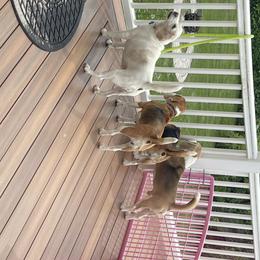 Beagle and Pomeranian All Grown Up from Celtic Rose Kennels