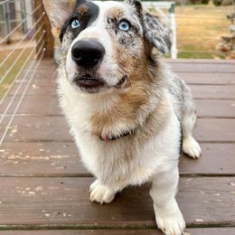 Gryffin - Cardigan Welsh Corgi