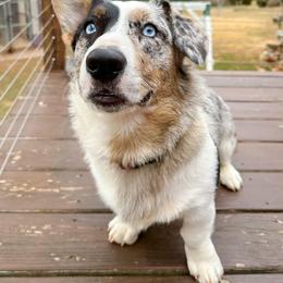Gryffin - Cardigan Welsh Corgi