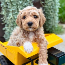 Carousel - Apricot male Goldendoodle puppy in Wharton, Texas from Little Fur Friends