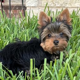 Yorkshire Terrier puppies from Cuddles of Cuteness