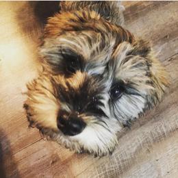 Miniature Schnauzer Puppies from Sue’s Miniature Schnauzers