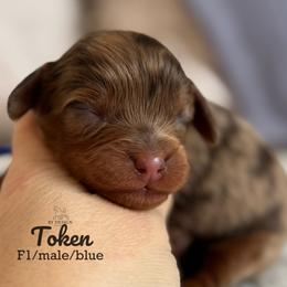 Token (merle) - Chocolate male Cavapoo puppy in Beckley, West Virginia from By Design Doodles
