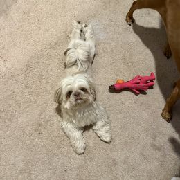 Shih Tzu Puppies from LaDawn’s Little Lions