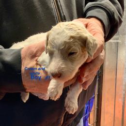 Boy 1 - male Poodle puppy in Wentworth, South Dakota from PaintersPreciousPoodles