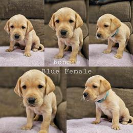 Bonnie  - Blue Collar - Yellow female Labrador Retriever puppy in Boyd, Minnesota from Lindley Labradors