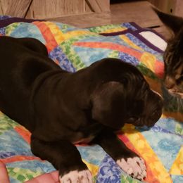 Great Dane Puppies from HCC Great Danes
