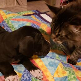 Great Dane Puppies from HCC Great Danes