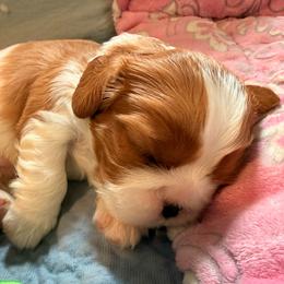 Skater ( dark blue ribbon) - Blenheim male Cavalier King Charles Spaniel puppy in Albany, Georgia from Legend Cavaliers