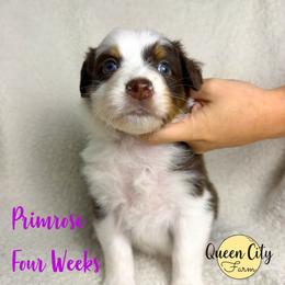 Primrose - Red tri-color female Australian Shepherd puppy in Falmouth, Kentucky from Queen City Farm