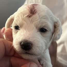 Brown Boy - White male Bichon Frise puppy in Wilmington, North Carolina from Cape Fear Bichons