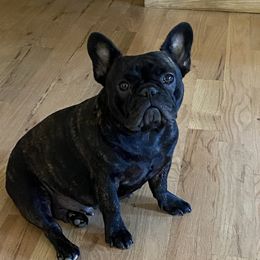 Rosie - French Bulldog