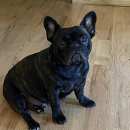 Rosie - French Bulldog