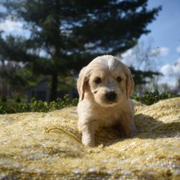 Aussiedoodle and Goldendoodle Puppies from Classic City Doodles