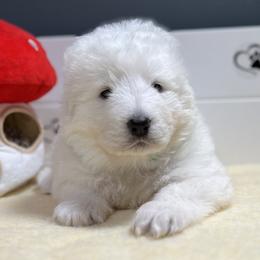 Glacia - White female Maremma Sheepdog puppy in Conway, Missouri from 2J 2K Border Collies | Maremma Sheepdogs