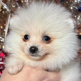 Gryphon (Evan) - White male Pomeranian puppy in Springfield, Missouri from Hope Mountain Pomeranians