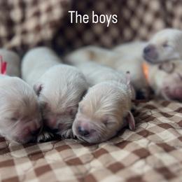 Boy 1 - Golden male Golden Retriever puppy in Graysville, Tennessee from Country Goldens and Mountain Top Cavaliers