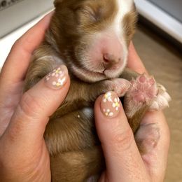 Goldendoodle Puppies from Halo Doodles