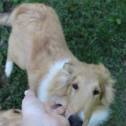 Collie Puppies from Otter Point Collies