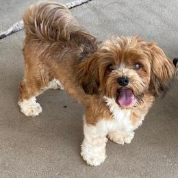 Ginger - Havanese