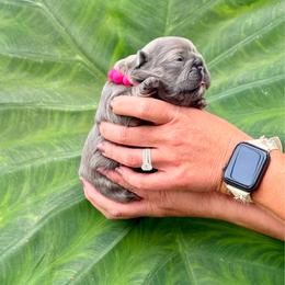 Pink collar - Tricolors female French Bulldog puppy in Jefferson City, Missouri from Central Frenchie Haven