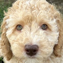 Bernedoodles, Goldendoodles, and Poodles from Treasure Valley Poodles