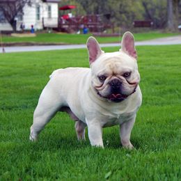 Zeke - French Bulldog