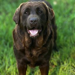 Ariat - Labrador Retriever