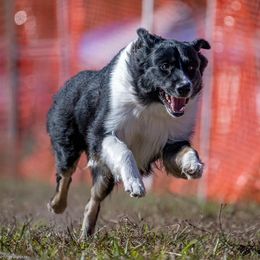 Miniature American Shepherds from Blindside Aussies & Miniature American Shepherds