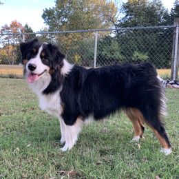 Stella - Miniature Australian Shepherd