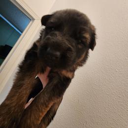 Orange Girl - Black and red female German Shepherd puppy in Longview, Washington from Bunkerhill Shepherds