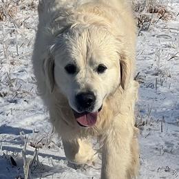 Moogie - Golden Retriever