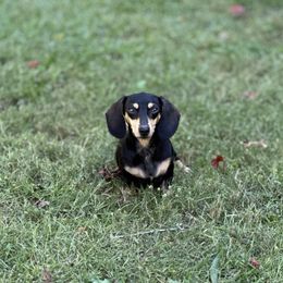 Trixie - Dachshund