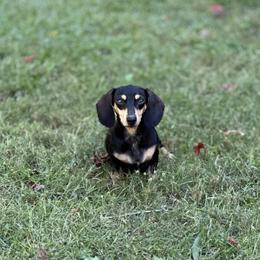 Trixie - Dachshund