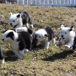 Old English Sheepdogs from Three Lakes Old English Sheepdogs