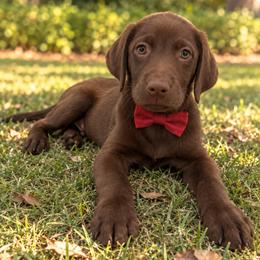 Meadow - Chocolate male Labrador Retriever puppy in Chicago, Illinois from Urbane Retrievers