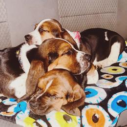 Basset Hound Puppies from Low and Slow Basset Hounds