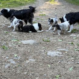 Shetland Sheepdog Puppies from Greener Fields Shelties