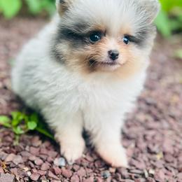 Gyro - Blue merle male Pomeranian puppy in Buck Valley, Pennsylvania from Buck Valley Pomeranians