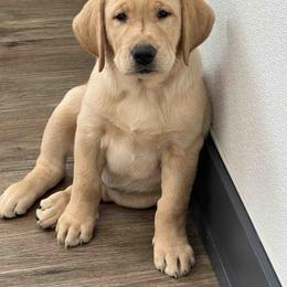 Labrador Retriever Puppies from Branley's Riverside Labradors