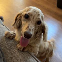 Lexie - Dachshund