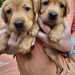 Labrador Retriever Puppies from Kelley's Red Clay Labradors