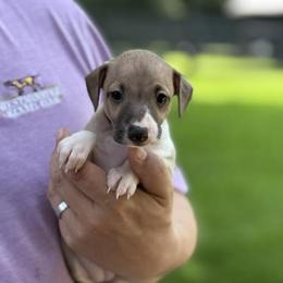 Girl 1 - Blue fawn female Italian Greyhound puppy in Sugar Valley, Georgia from Pinnacle Farm and Kennel