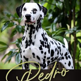 Pedro - Dalmatian