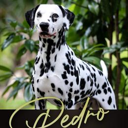 Pedro - Dalmatian