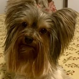 Bear - Yorkshire Terrier