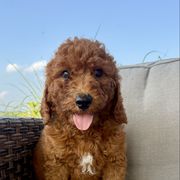 Orange - Red male Irish Doodle puppy in Bloomfield, Iowa from Schooley Doodles