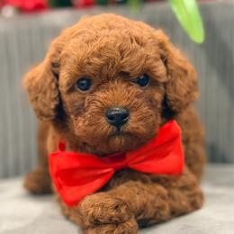 Michelangelo - Red  male Poodle puppy in Apple Valley, California from Fletcher Fuzzy Friends