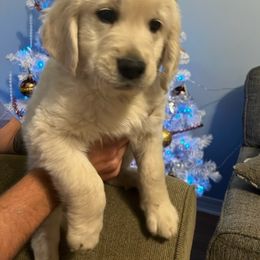 Golden Retriever Puppies from Panhandle PawsNClaws